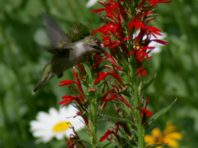 It`s important to recognize the sounds that birds make, otherwise one can be nearby and you don`t know it.