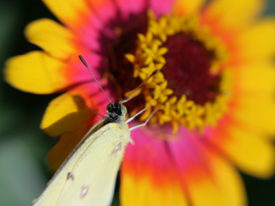 Despite rules to the contrary, SOME PEOPLE`S KIDS were catching the butterflies and pocketing caterpillars.