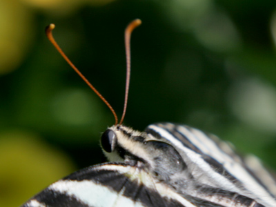 They pick up both AM and FM.