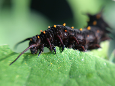 Filling up in preparation for those weeks when it will be locked inside a chrysalis and unable to eat.