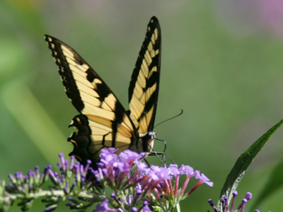 Last Saturday`s butterfly pictures were taken in an enclosure.  It`s much harder to photograph them in the wild.