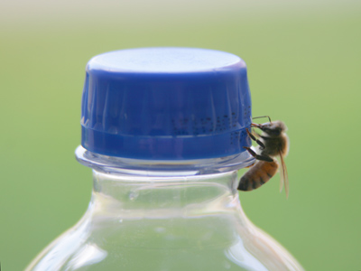 Sure, insects will thrive long after humans are extinct, but at least for now we can outsmart them.