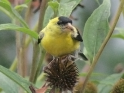 When people observe me taking photos, I usually detect feelings of discomfort or suspicion, but today someone went out of his way to tell me about this potential picture.