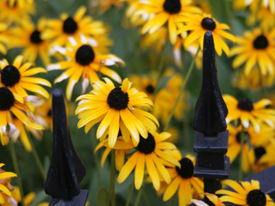 Looking for more goldfinches, I find only goldflowers.