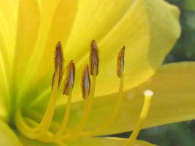 Like a small electric motor, I could hear a hummingbird but the sun had not yet risen high enough to photograph it.