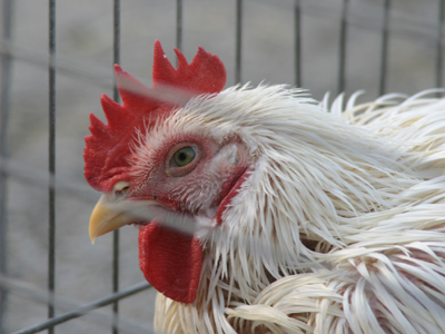 A caged rooster is a dangerous rooster.