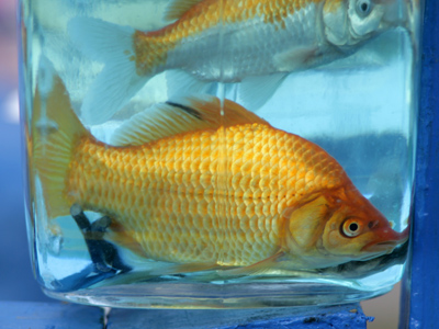 A bottled goldfish is a tasty goldfish.