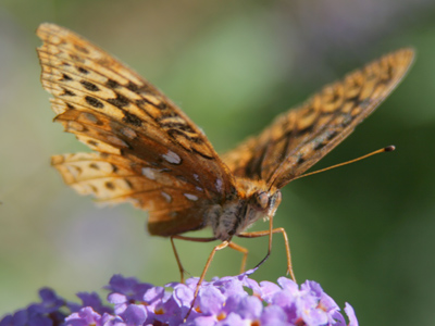 This butterfly is called a Great Spangled Fritillary because of the shiny silver spots (or spangles) under its wings.  Don`t ask me what fritillary means.