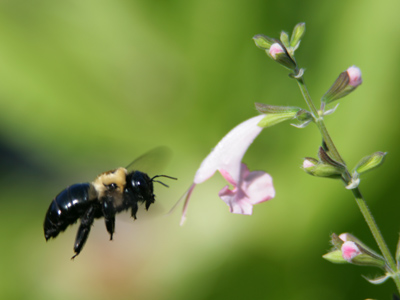 My theory that they won`t bother you if you don`t bother them was put to the test when one landed on my neck.
