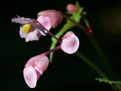 Homage to Joyce Tenneson.