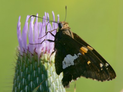 My weekly butterfly shots.