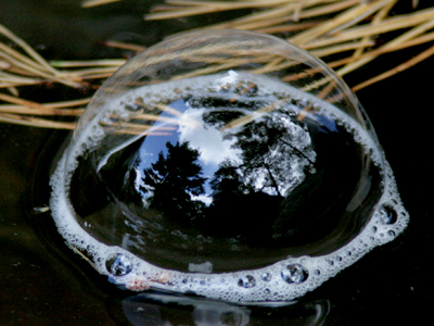 See the pine trees and cloudy sky?