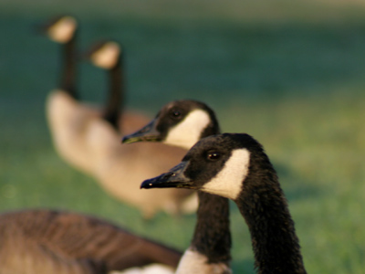 Geese don`t have to go to work.