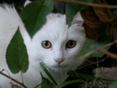 There are certain alleys and back porches where I know a dog will bark or a cat will scowl at me.