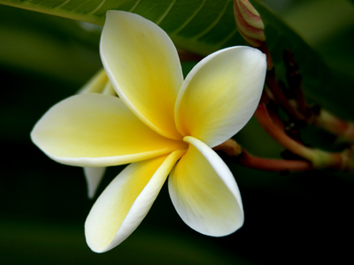 Looks like something that might grow in Hawaii.