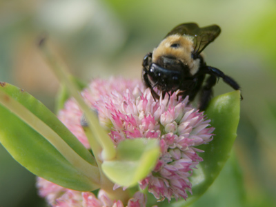 Late summer bees seem to have a sense of urgency.