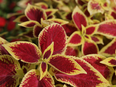 Color field painting.