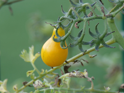 Where Christmas lights come from.