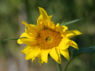 With zero pictures taken by 5:00pm, I battled traffic after work to find me some nature.