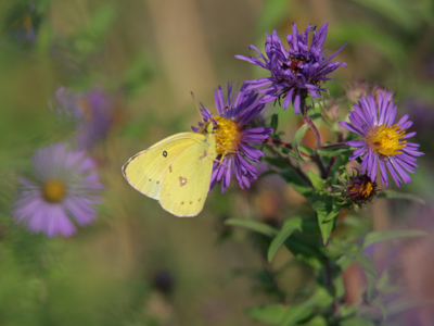 If you were paying attention on September 6, you know what kind of butterfly this is.