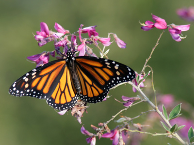 You know it`s a monarch, but do you know it`s a female?