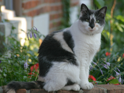 The other cats make fun of his nose.