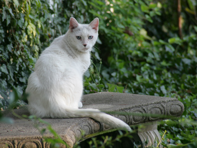 At least it`s not another cat.