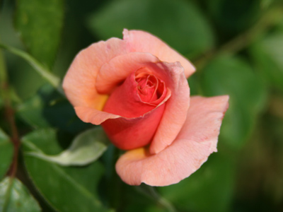 Photograph ye rosebuds while ye may, Old Time is still a-flying: And this same flower that smiles today, Tomorrow will be dying. ROBERT HERRICK (sort of)