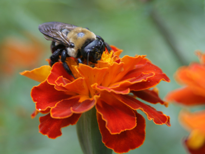 There were many like this:  totally immobile, they probably hadn`t moved since the day before.