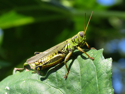 Love the racing stripes.
