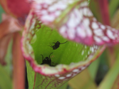  . . . but don`t go inside, or you`ll never get out.