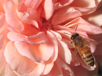 There`s something about this bee picture that makes it different from all the bee pictures I`ve taken before.