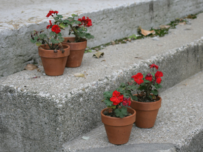 Beware of frost tonight.