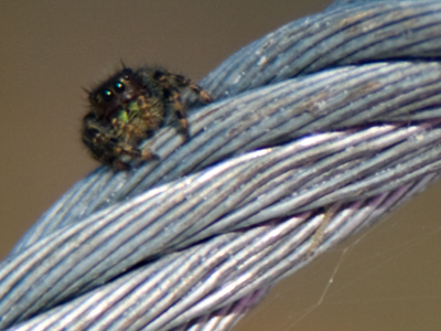 Keeping an eye on the construction site.  Six eyes, actually.