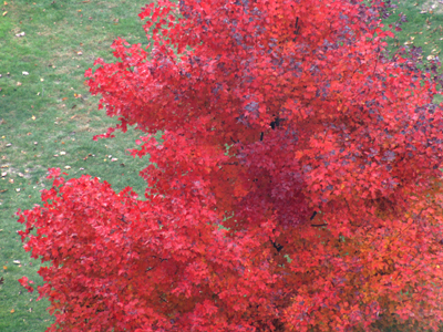 I like a little cranberry sauce with my lime Jell-O.