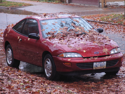 A tree barfed on my car.