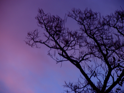From the kitchen window.