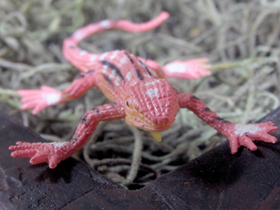 Gecko, newt or salamander?