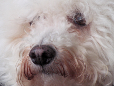 Visions of Snausages danced in his head.