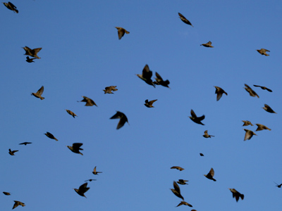 Everyone can tell when Tippi Hedren comes to visit.