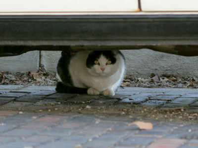 Could it be the same cat as August 6, 2004?  It was on the same street, hiding from me as usual.