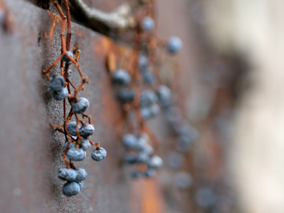 Dead or alive?  Nutritious or poisonous?