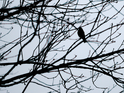 Only 73 days until spring.