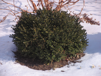 One last glimpse of Bush.