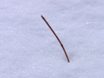 You are the promised kiss of springtime that makes the lonely winter seem long. OSCAR HAMMERSTEIN II