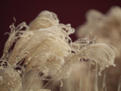 Amber waves of grain in an Oregon District alley.