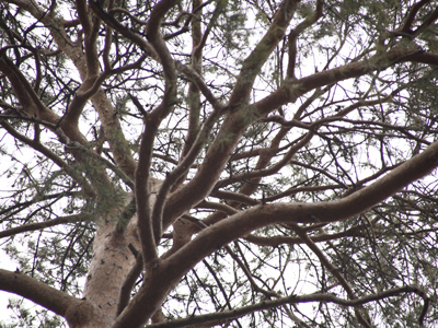 The Pines of Dayton.