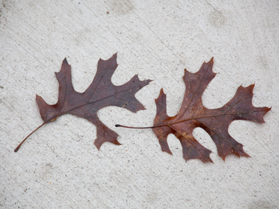 Homage to Karl Blossfeldt.