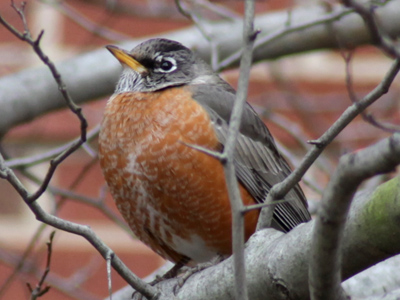 We resist putting on weight during the winter, but for wild animals it`s necessary for survival.