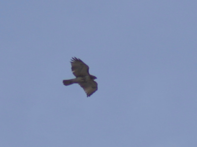 A red-tailed hawk can see me a whole lot better than I can see it, even with my 200 millimeter zoom lens.